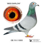 GB2019V10850
