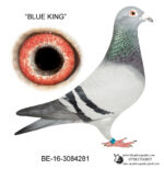 BELG2016-3084281