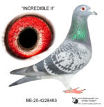 BELG2020-4228463