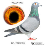 BELG2017-6035789